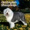 Old English Sheepdogs | 2026 12 x 24 Inch (Hanging) Monthly Square Wall Calendar | Plastic-Free